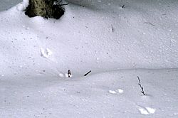 Archivo:Martes.martes.tracks.on.snow