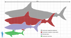 Archivo:Megalodon scale1