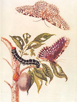 Archivo:Metamorphosis of a Butterfly Merrian 1705