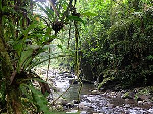 Archivo:Nacimiento del Río siquirres