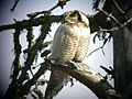 Northern Hawk Owl 2003-06