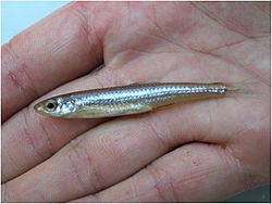 Notropis albizonatus.jpg