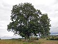 Nuss Augsfeld, 2