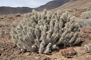 Archivo:Pájara - Carretera Punto de Jandía - Euphorbia handiensis 27 ies