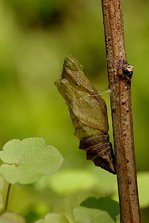 Archivo:Papilio machaon pupe 02