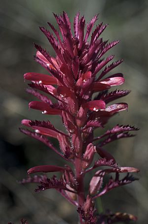 Archivo:Pedicularis densiflora 2