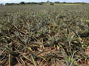 Archivo:Pineapple field