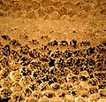 Polycaprolactone close2