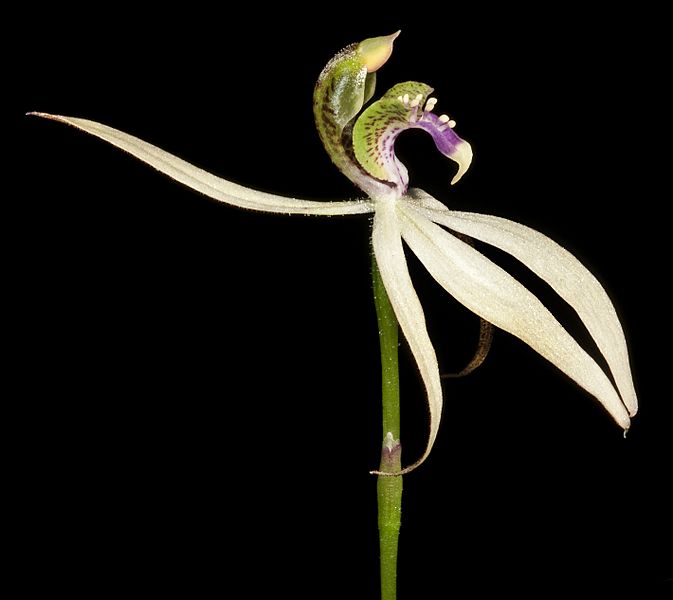Praecoxanthus aphyllus (7226183884)