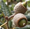 Quercus ilex2