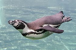 Archivo:Schwimmender-Pinguin