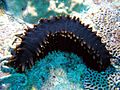 Sea cucumber at Pulau Redang