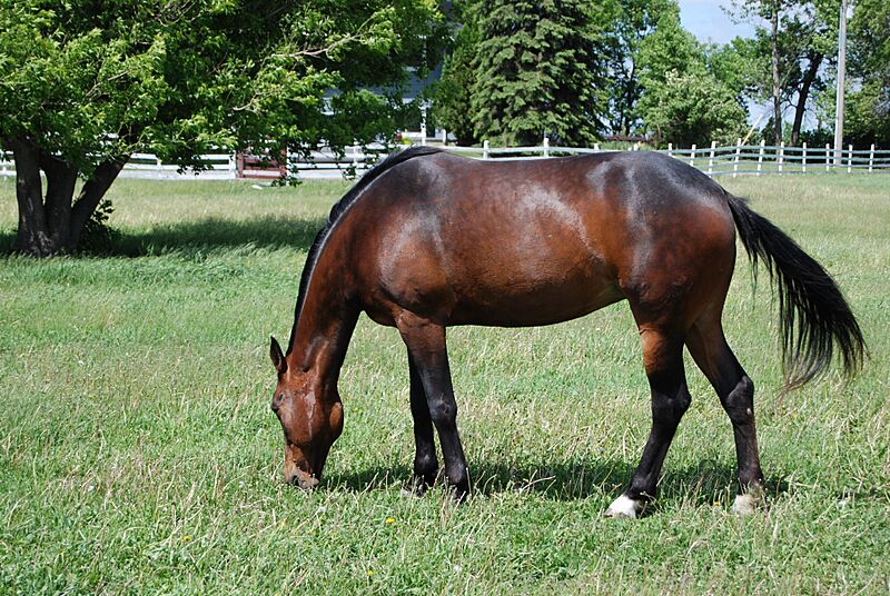 Sioux in the Pasture