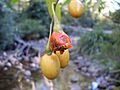 Solanum aviculare fruit 3