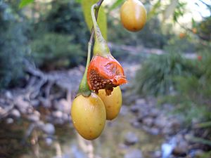 Archivo:Solanum aviculare fruit 3