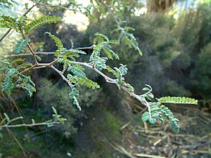 Archivo:Sophora-microphylla-foliage
