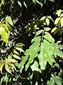 Starr-Myrciaria cauliflora-leaves