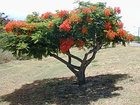 Starr 020630-0010 Delonix regia.jpg