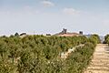 Theom3ga-36- Torre Alocaz, RI-51-0008197