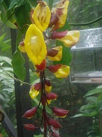 Archivo:Thunbergia mysorensis 059