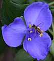Tradescantia virginiana Plummers Island MD with Toxomerus sp2
