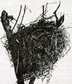 Turnagra capensis nest
