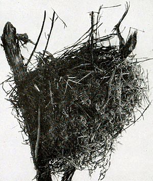 Archivo:Turnagra capensis nest