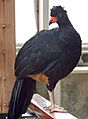 Wattled Curassow Crax globulosa Bird 1400px