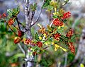 Weinmannia trichosperma