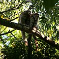White-eared titi (Callicebus donacophilus) duetting