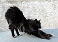 1 chat noir 01