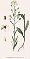 203 Camelina sativa