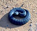 Acanthophis antarcticus 2