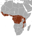African Palm Civet area