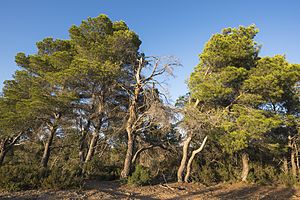 Archivo:Aleppo Pines grove, Pinet, Hérault 02