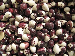Archivo:Alubia del obispo or caparron beans 2