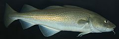 Atlantic-cod-1.jpg
