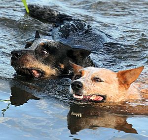 Archivo:Australian Cattle Dogs swimming