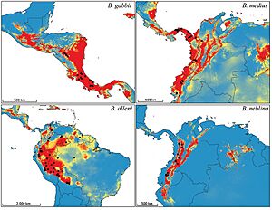 Archivo:Bioclimatic and geographic distribution models and localities for Bassaricyon species - ZooKeys-324-001-g011