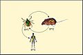 Borrelia cycle