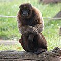 BrownWoollyMonkey1