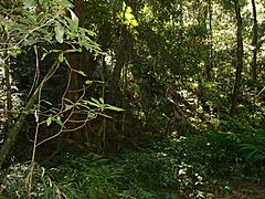 BunyaMtns-Rainforest