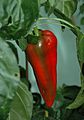 C annuum beaver dam fruit