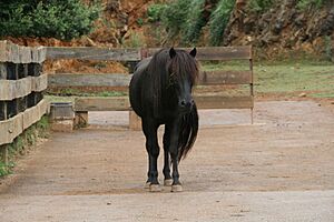 Archivo:Caballo monchino en el Parque de la naturaleza de Cabárceno (2) - 2013-Aug-12 - by Stromare