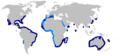 Carcharhinus obscurus distmap