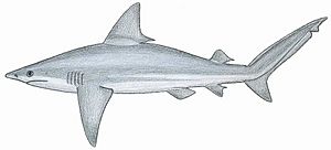 Archivo:Carcharhinus plumb