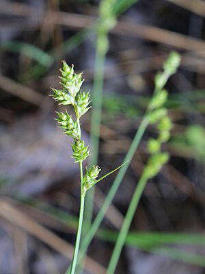 Archivo:Carex brunnescens Simo, Finland 22.06.2013