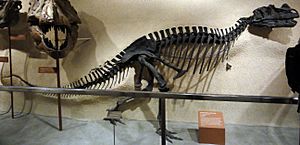 Archivo:Ceratosaurus Smithsonian