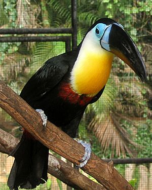 Archivo:Channel-billed toucan t t