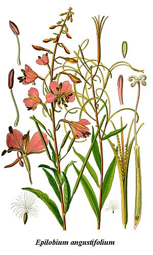 Archivo:Cleaned-Illustration Epilobium angustifolium